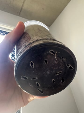 Cabana do Gato — seedling_rooting, day 18