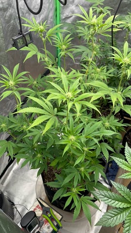 CB (Fem Photo) — flower, day 41