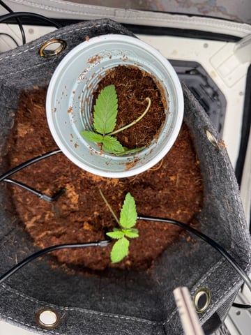 take 2 — vegetative, day 1