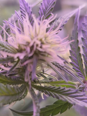 Kalini Asia Auto  — flower, day 32