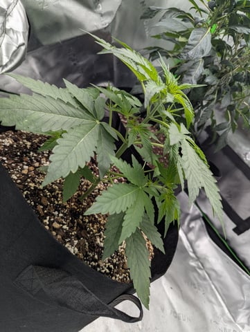 First Grow — vegetative, day 28