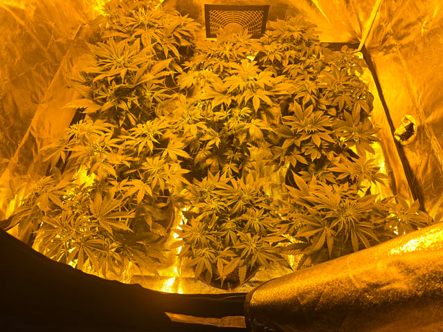 2nd Autoflower Indoor Grow — flower, day 38