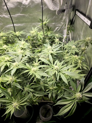 Kushberry Moonrocks — flower, day 68