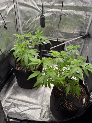  Trying to go big — vegetative, day 67