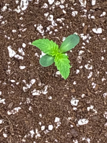 Comet Candy (Auto) 2026- 02 — vegetative, day 8