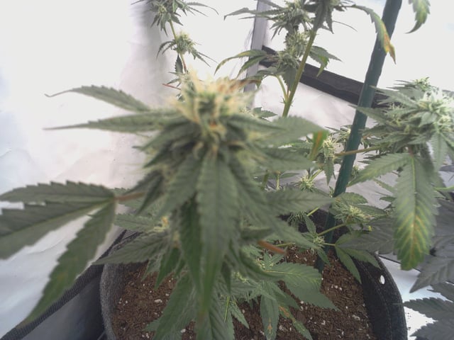 First — flower, day 7
