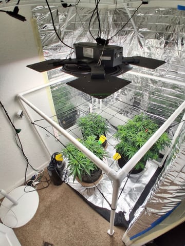 Seedman mix auto & seedman mix auto & GodFather OG — auto, day 53