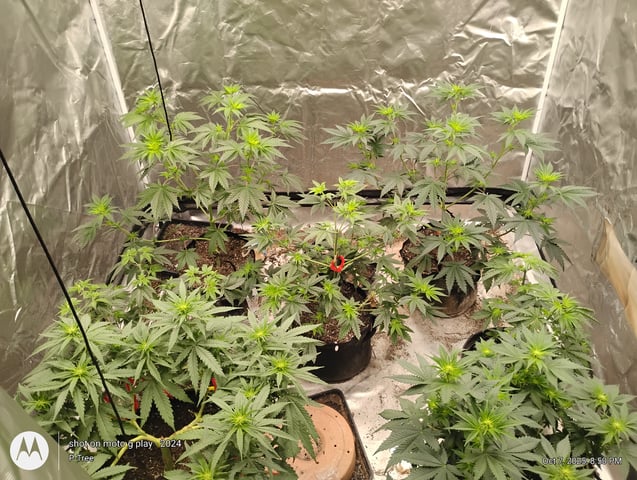 Blueberry Cupcake -- Humboldt County (pheno hunt/clone run) — flower, day 1