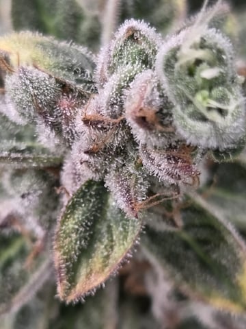 White Widow + Papaya Bomb — flower, day 129