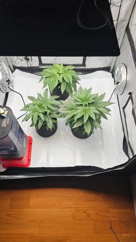 ethos genetics  — vegetative, day 26