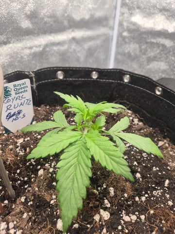 I'll get it right — vegetative, day 24