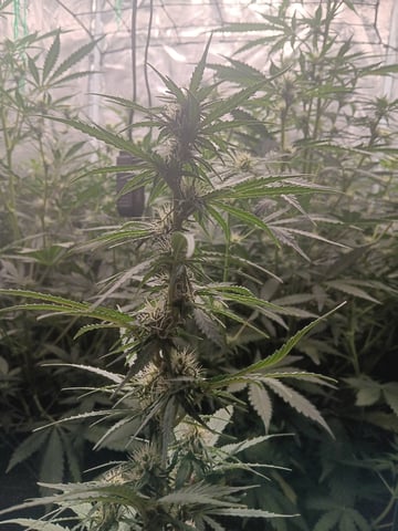 Pickle Rick — flower, day 31