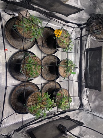 Solfire Gardens Grow — vegetative, day 42