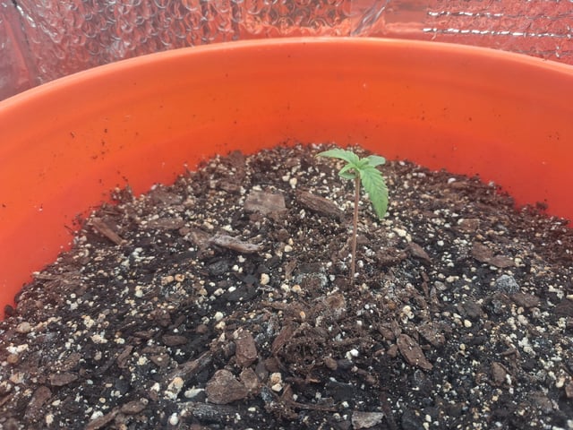 mendo breath-white widow-pilot light — seedling_rooting, day 20