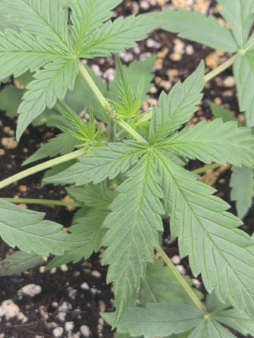 Sundae Driver — vegetative, day 39