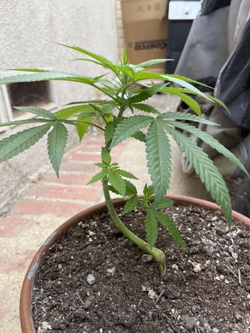 3masketeers — vegetative, day 30