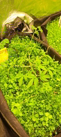 First Grow with the new setup  — vegetative, day 31