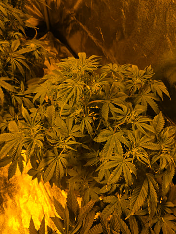 2nd Autoflower Indoor Grow — flower, day 48