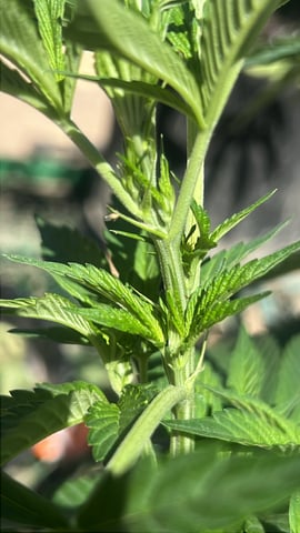 Apple fritter bag seed