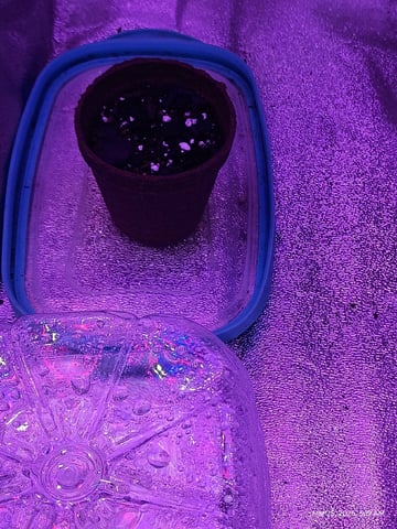 Red Runtz R Seed From Already Unknown Harvest