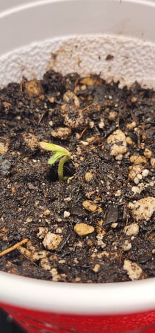 1st grow Dr. Nefario — seedling_rooting, day 7