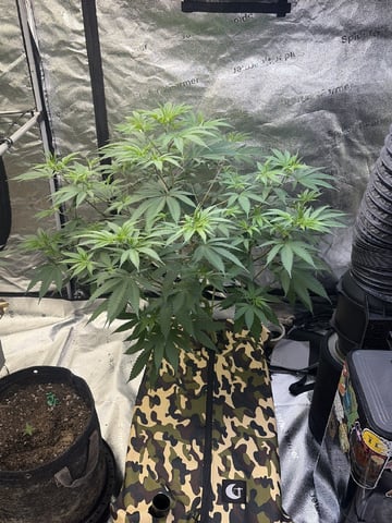 Humboldt, Hella Jelly. Jelly Donut  — flower, day 47