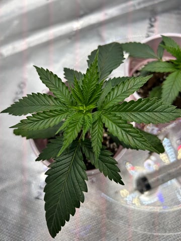 First Ever Grow GT — seedling_rooting, day 20