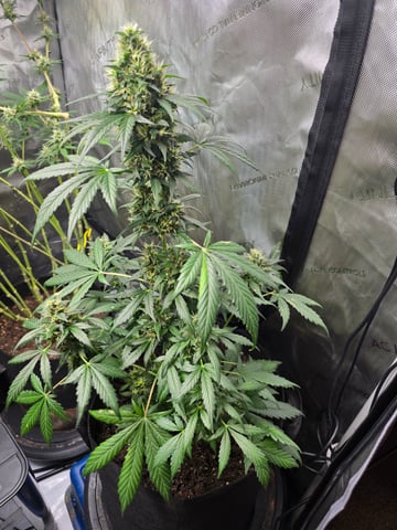 Purple Haze  — harvest, day 90