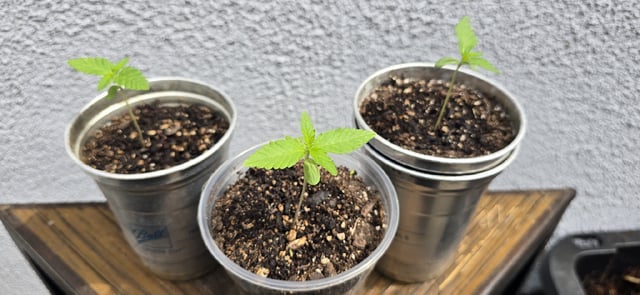 CzechsMex 2.0 — seedling_rooting, day 16