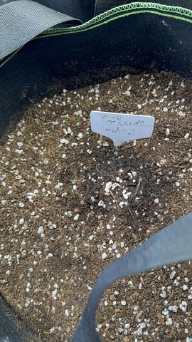 Good Genetix Vs. Fast Budz  — auto, day 2