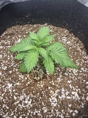 Coco Grow — seedling_rooting, day 15