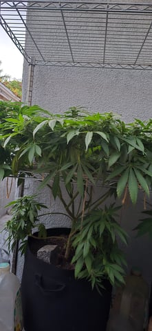 Mystery Weed Plant — flower, day 128