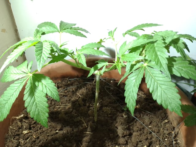 My 1st grow 2 big pots 9 small containers — vegetative, day 26