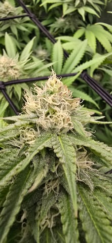 Attack Of The Clones — flower, day 69