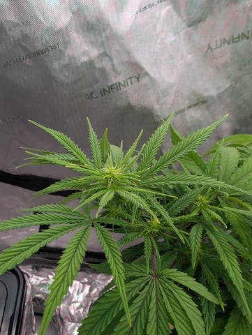 Black African Magic — flower, day 79