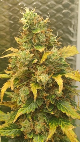 Crime Caramel Auto — flower, day 84