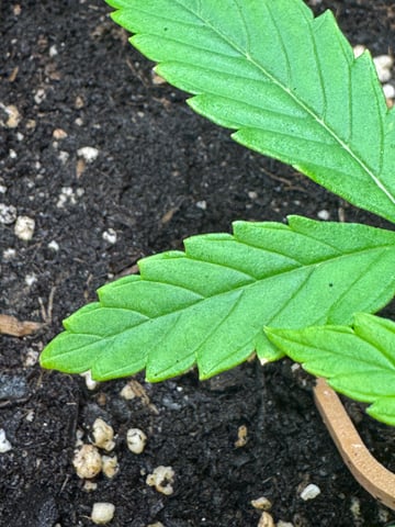 first try — vegetative, day 7