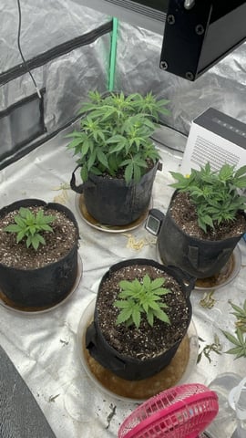 420 Fast Buds  — flower, day 39