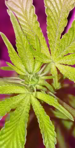 triangle kush  — flower, day 53