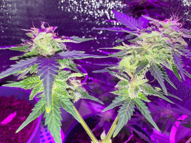 Quick One — flower, day 26