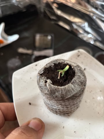 1era Planta — grow_setup, day 2