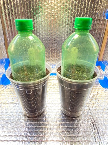 queen of soul X cap junky  — germination, day 3