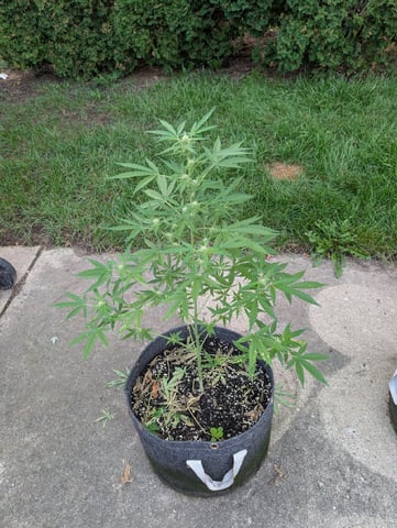 Gorilla Cookies Auto
