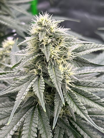 First grow — flower, day 73