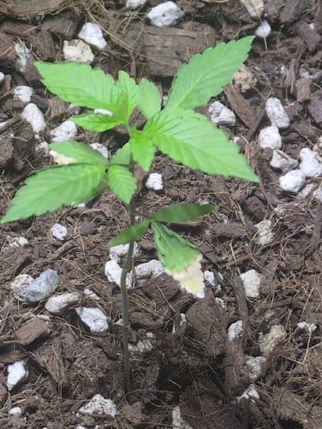 Audrey III — vegetative, day 34