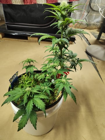 Mephisto Apple Crush in Nature's Living Soil  — flower, day 44