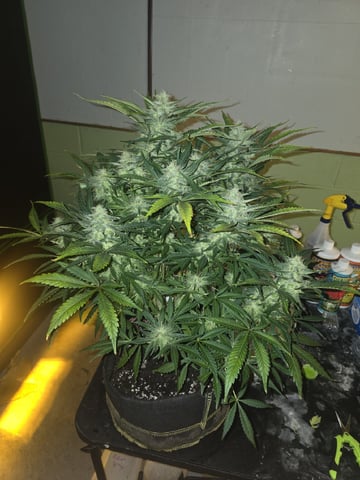 Autos AGAIN — flower, day 73