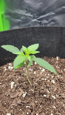 First attempt at planting some seeds — seedling_rooting, day 32