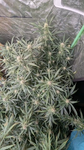 Strawberry Cheesecake Seedsman Seeds Autoflowers x2 — flower, day 67