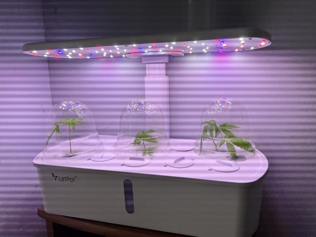 Banjo Clones — vegetative, day 9